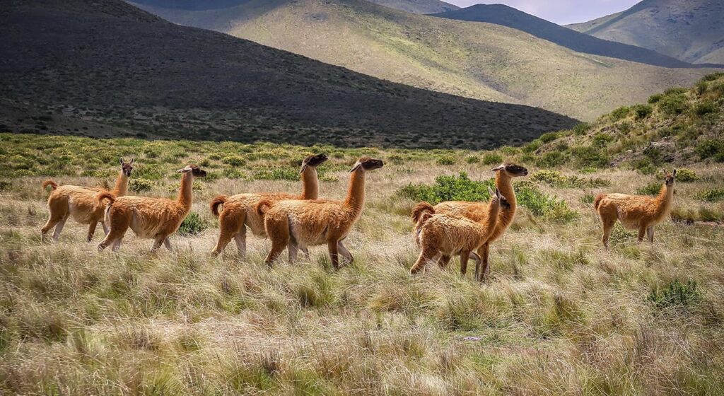 Alpaca