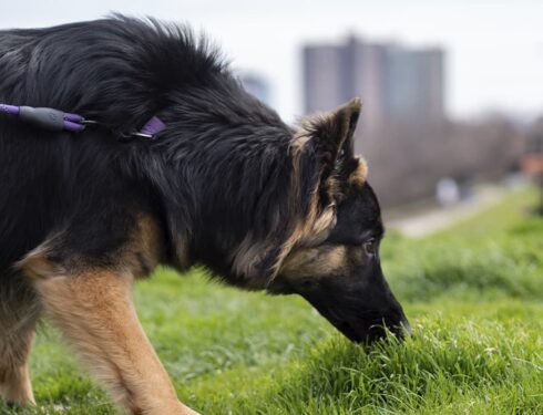 dog