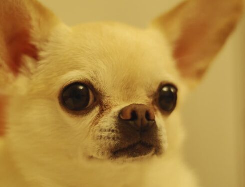 dog