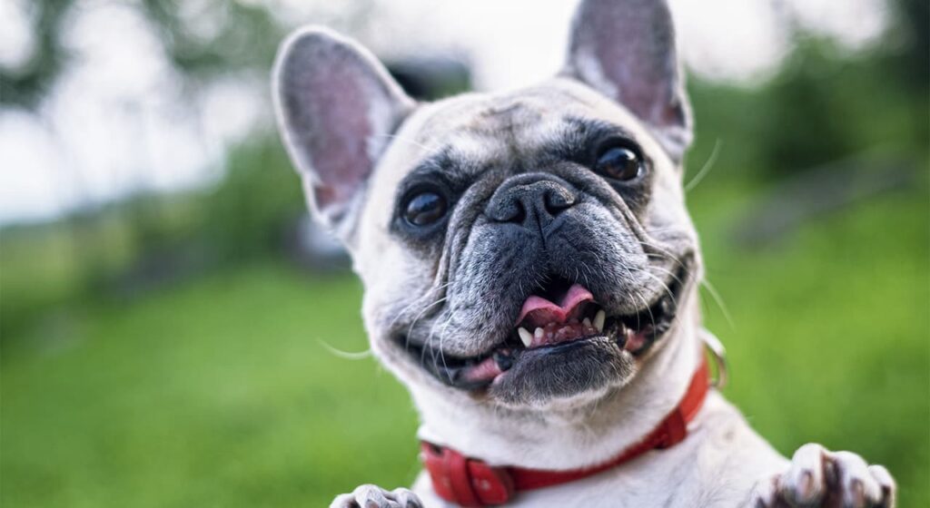 French Bulldog