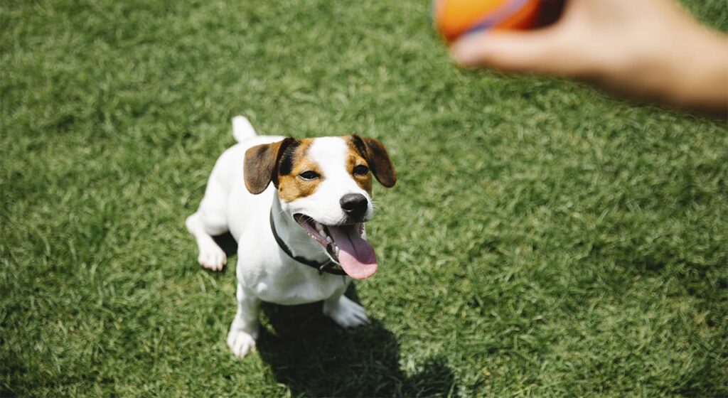 Jack Russell Terrier