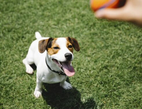 dog