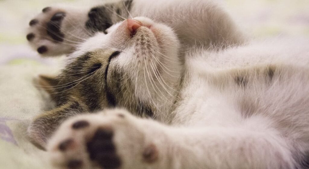 What you need to know about caring for cats