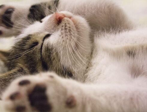 cat