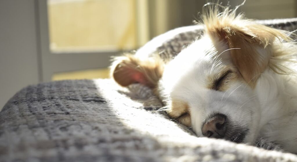 Basic things you’ll need before getting a dog
