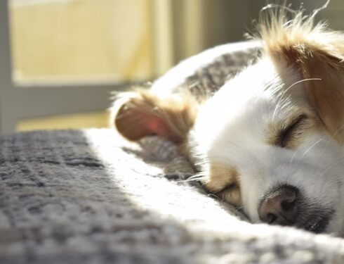 dog