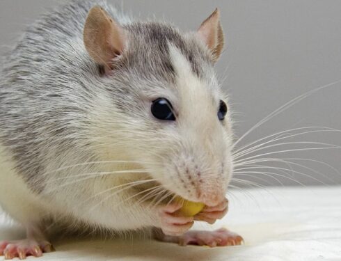 rat