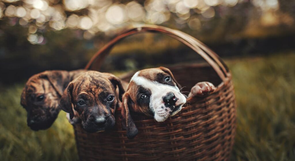 Do I have a pet and which one should I choose?