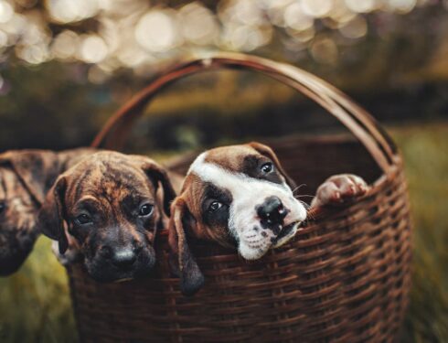 dogs