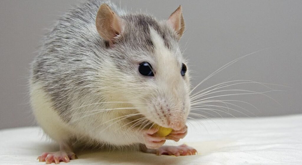 Ornamental rats – housing conditions and care