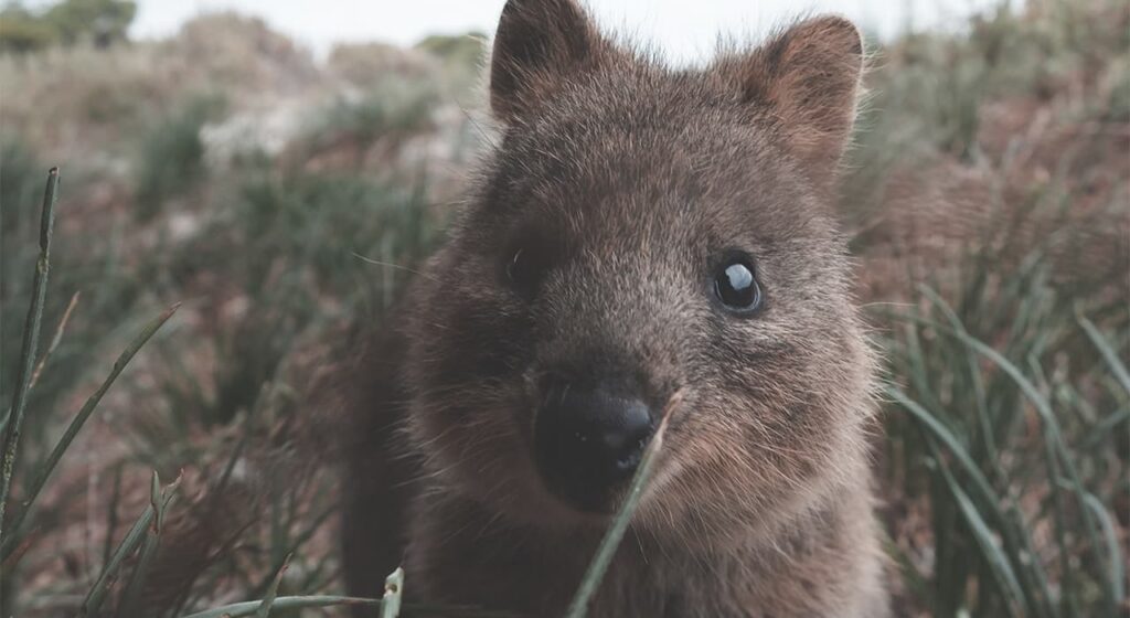 The quokka is a smiling animal