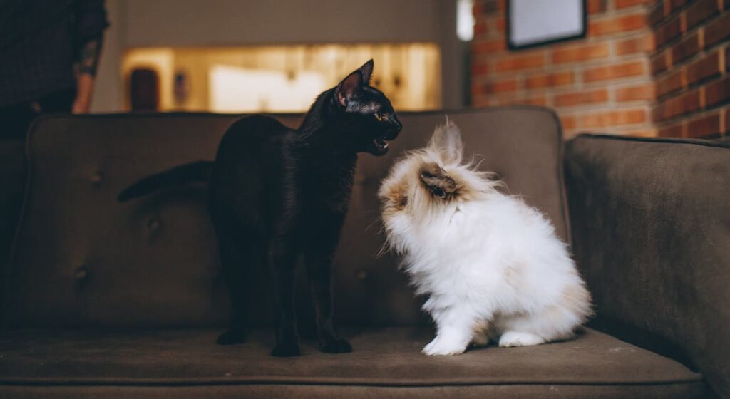 Which pet is smarter?