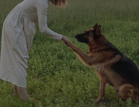 dog