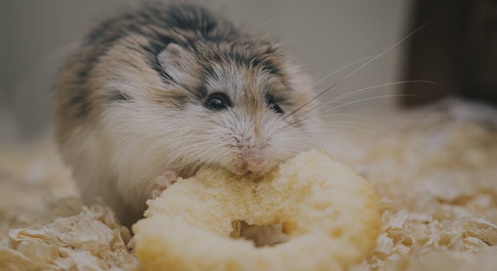 Choosing a Jungar hamster