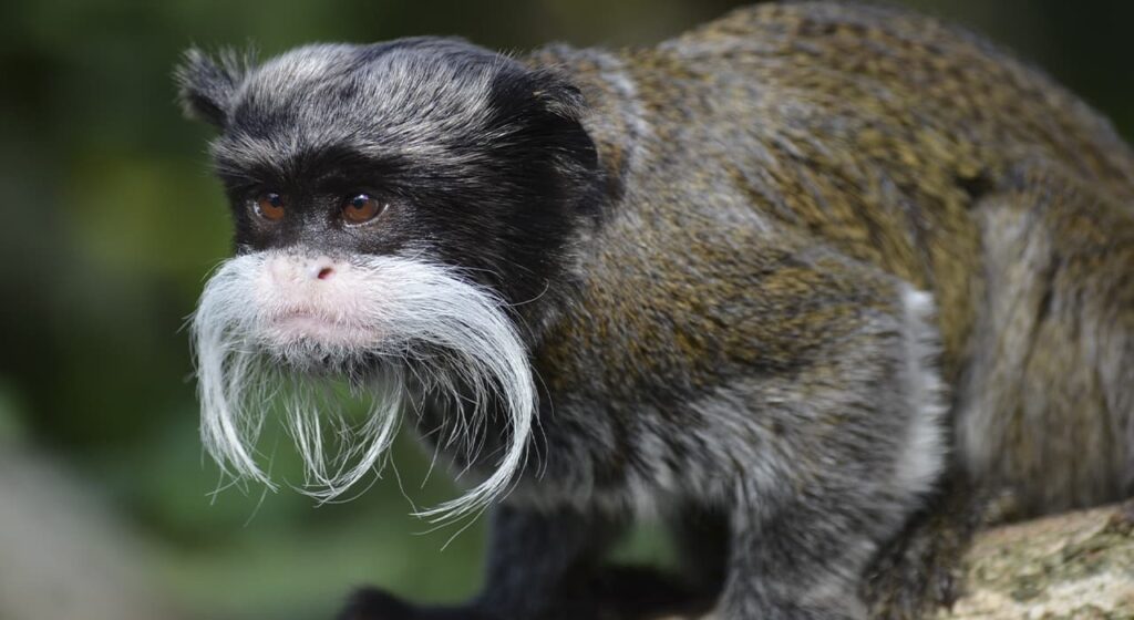 Bearded tamarin