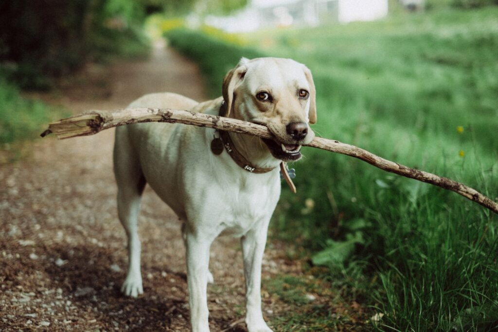 Vlogging with Pets: Tips for Creating Engaging Content Together