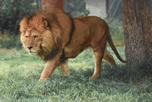 Top 10 Best Animal-Themed Slots Online