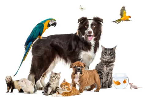 Popular US pets