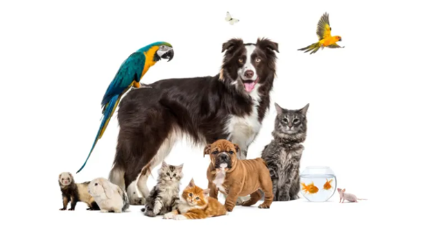 10 Best Animals to Keep as Pets in the US